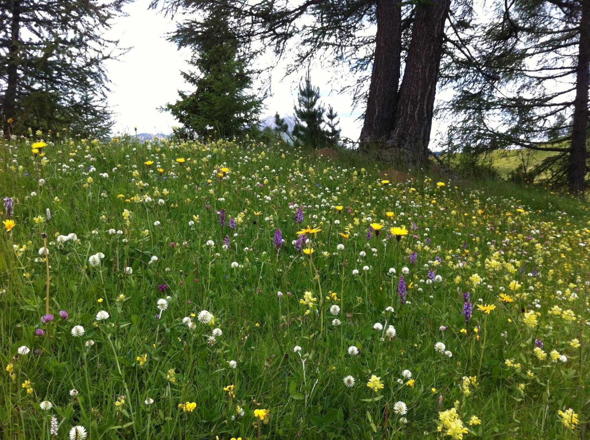 Ciasa Wallis Badia  Kültér fotó